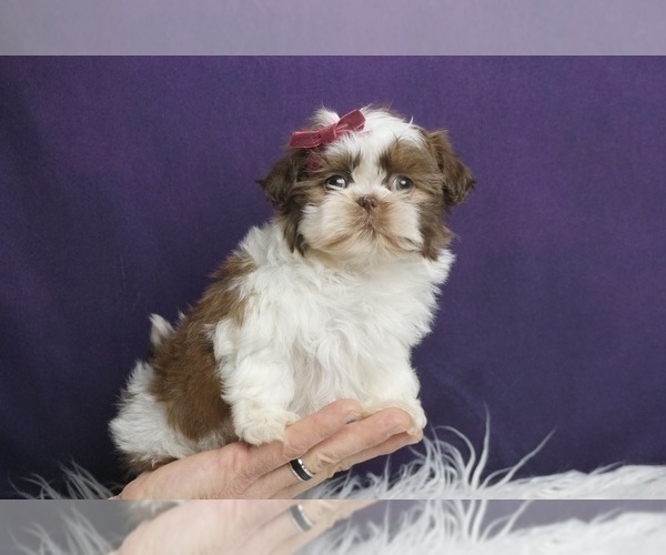 Medium Photo #7 Shih Tzu Puppy For Sale in WARSAW, IN, USA