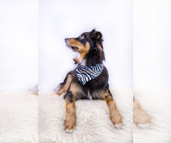 Medium Photo #3 Australian Shepherd Puppy For Sale in Hot Springs Village, AR, USA