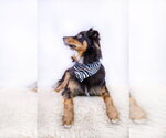 Small Photo #3 Australian Shepherd Puppy For Sale in Hot Springs Village, AR, USA