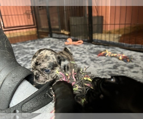 Medium Photo #12 Pug Puppy For Sale in BLOOMINGTON, IL, USA