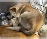 Small #1 Labrador Retriever Mix