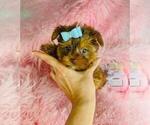 Small #20 Morkie