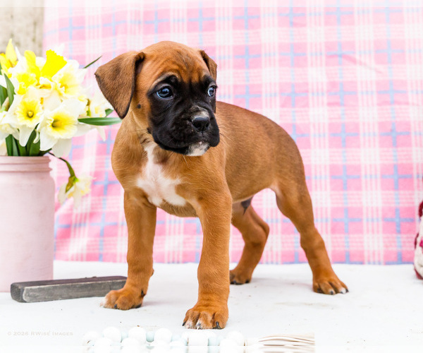 Medium Photo #7 Boxer Puppy For Sale in WAKARUSA, IN, USA