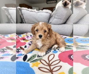 Maltipoo (Toy) Puppy for Sale in BELDING, Michigan USA