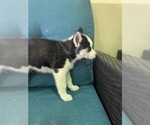 Small Photo #1 Siberian Husky Puppy For Sale in LIBERTY, MO, USA