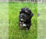 Small #8 Bernedoodle (Miniature)