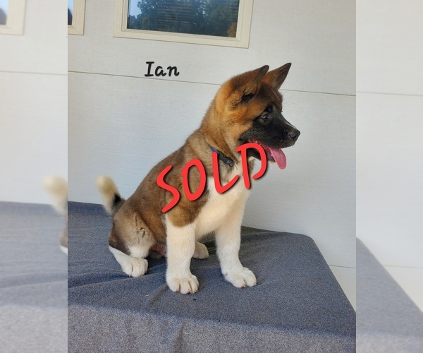 Medium Photo #4 Akita Puppy For Sale in FRESNO, OH, USA