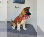 Small #3 Akita