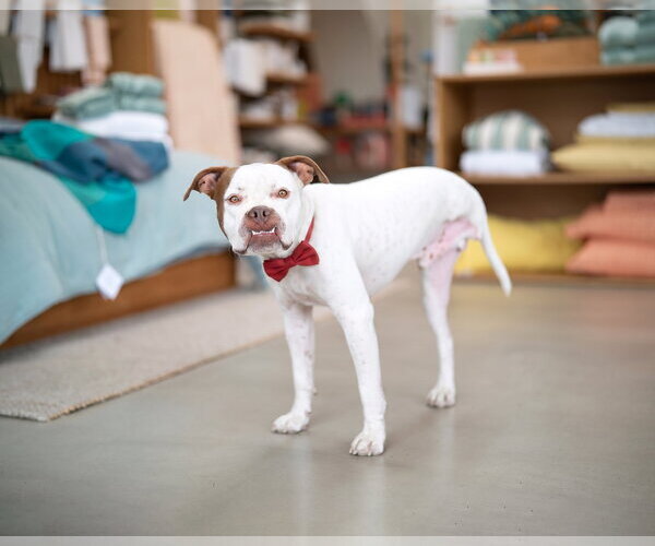 Medium Photo #5 Boxer-Unknown Mix Puppy For Sale in Marina Del Rey, CA, USA