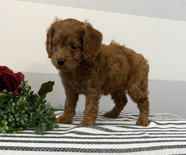 Medium Photo #5 Cavapoo Puppy For Sale in STANLEY, WI, USA