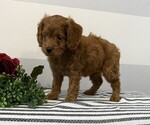 Small #4 Cavapoo