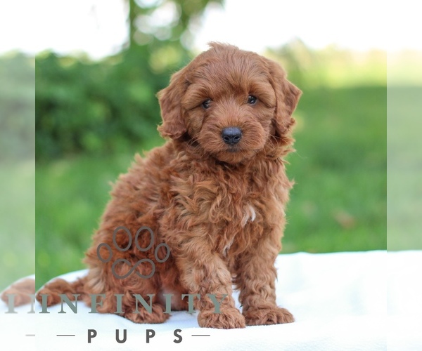 Medium Photo #1 Goldendoodle (Miniature) Puppy For Sale in LITITZ, PA, USA