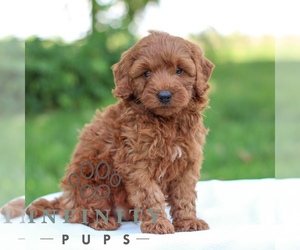 Goldendoodle (Miniature) Puppy for sale in LITITZ, PA, USA