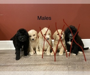 Saint Berdoodle Puppy for sale in ANGIE, LA, USA