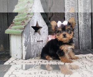Yorkshire Terrier Puppy for sale in BALTIC, OH, USA