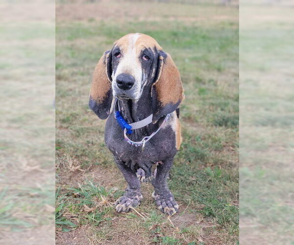 Medium Photo #7 Basset Hound Puppy For Sale in Petaluma, CA, USA