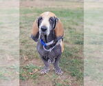 Small #6 Basset Hound