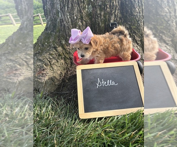 Medium Photo #6 Yo-Chon Puppy For Sale in WEST UNION, OH, USA