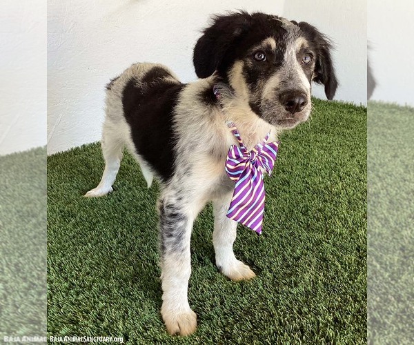 Medium Photo #3 Australian Shepherd-Unknown Mix Puppy For Sale in San Diego, CA, USA