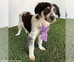 Small #2 Australian Shepherd Mix