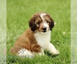 Small #2 Bernedoodle (Miniature)