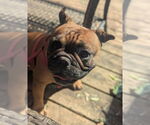 Small #1 French Bulldog