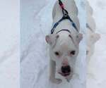 Small #5 American Pit Bull Terrier Mix