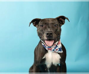 American Pit Bull Terrier-Unknown Mix Dogs for adoption in Ames, IA, USA