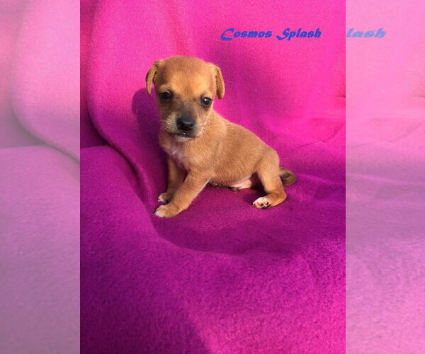 Medium Photo #35 Chiweenie Puppy For Sale in San Antonio, TX, USA