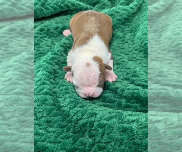 Medium Photo #66 Boston Terrier Puppy For Sale in TULARE, CA, USA