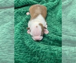 Small Photo #66 Boston Terrier Puppy For Sale in TULARE, CA, USA