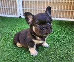 Small #8 French Bulldog