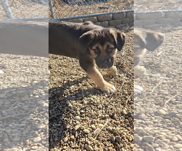 Medium Photo #3 Mutt Puppy For Sale in Estherville, IA, USA
