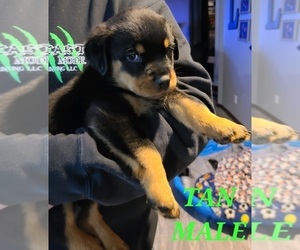 Rottweiler Puppy for sale in TOLONO, IL, USA