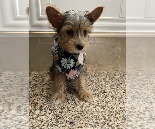 Medium Photo #1 Yorkshire Terrier Puppy For Sale in JURUPA VALLEY, CA, USA