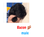 Puppy Bacon Cocker Spaniel