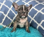 Small #2 French Bulldog