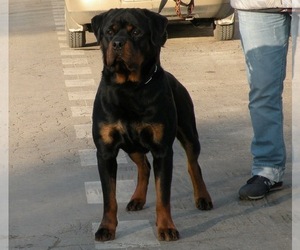 Father of the Rottweiler puppies born on 07/14/2021