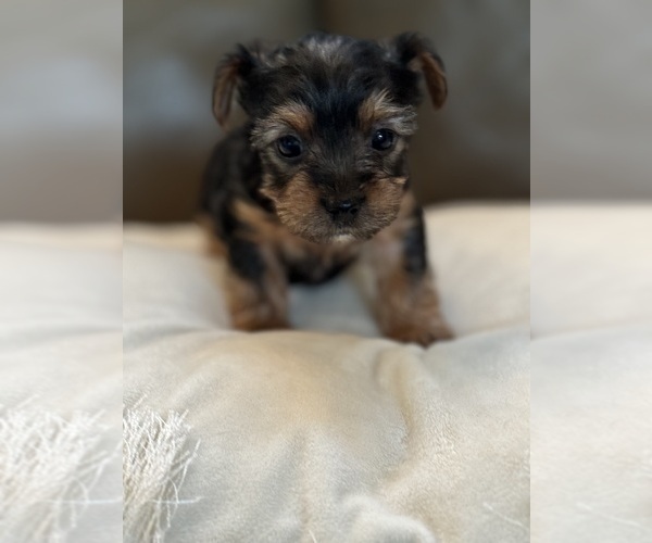 Medium Photo #4 Yorkshire Terrier Puppy For Sale in GILBERT, AZ, USA