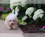 Small #4 Bichon Frise