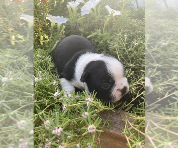 Medium Photo #2 Boston Terrier Puppy For Sale in FREDONIA, KS, USA