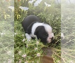 Small #1 Boston Terrier