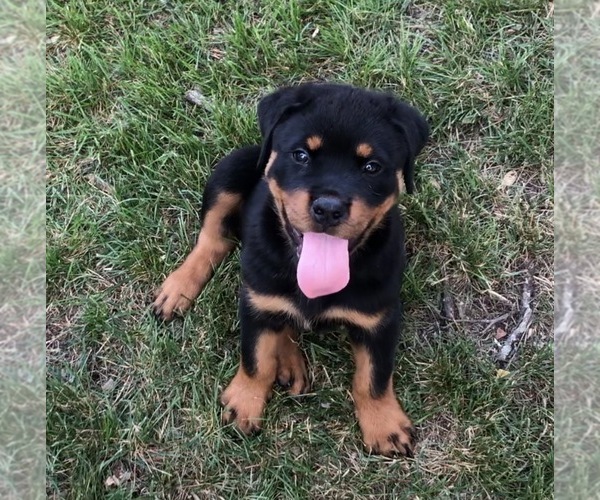 Medium Photo #1 Rottweiler Puppy For Sale in JACKSON, NJ, USA