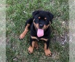 Small Rottweiler