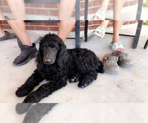Poodle (Standard) Puppy for sale in PORTER, TX, USA
