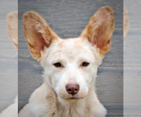 Medium Photo #2 Unknown-white german shepherd Mix Puppy For Sale in Hoffman Estates, IL, USA