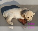 Small #12 English Cream Golden Retriever