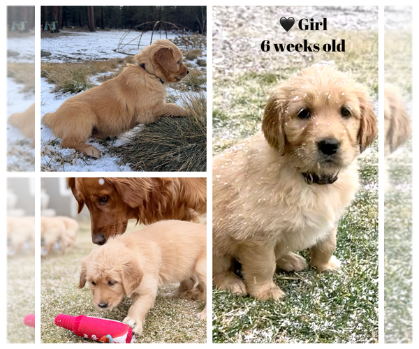 Medium Photo #4 Golden Retriever Puppy For Sale in SISTERS, OR, USA