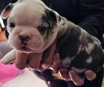 Small Photo #6 Boston Terrier Puppy For Sale in GENOA, NE, USA