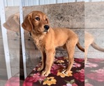 Small #19 Golden Retriever